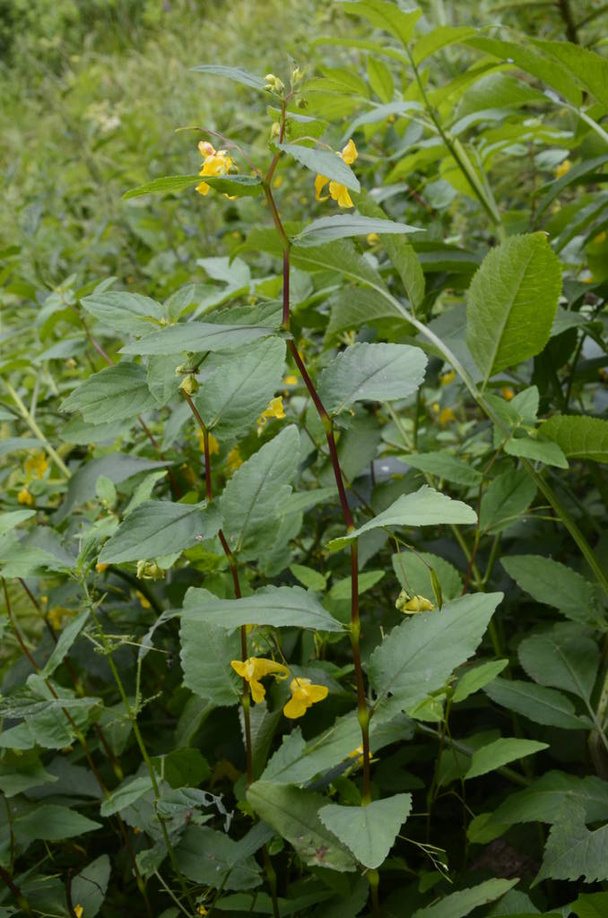 タッチ・ミー・ノット・バルサム(インパティエンスノリ・タンジェレ)の花の閉鎖緑の葉 - 写真・画像