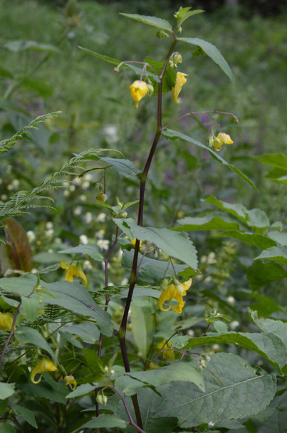 Dokunma bana balsam değil (Impatiens noli-tangere) yeşil yaprakların çiçek yakın planı - Fotoğraf, Görsel