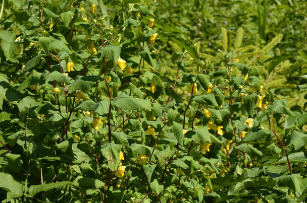Flower closeup of a touch-me-not balsam (Impatiens noli-tangere) πράσινα φύλλα - Φωτογραφία, εικόνα