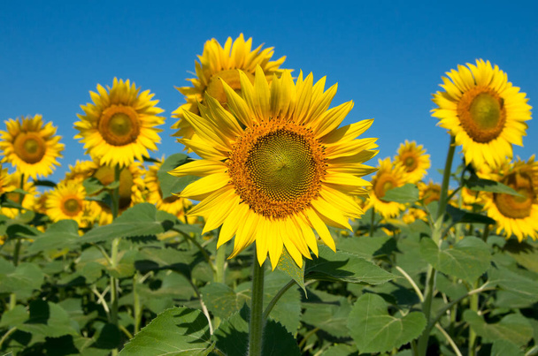 Sunflower oilseed plant - Photo, Image