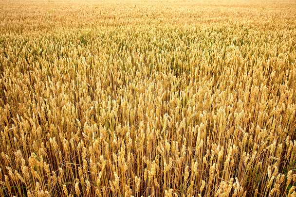 Hora de cosechar grano. Cultivo de trigo. - Foto, imagen