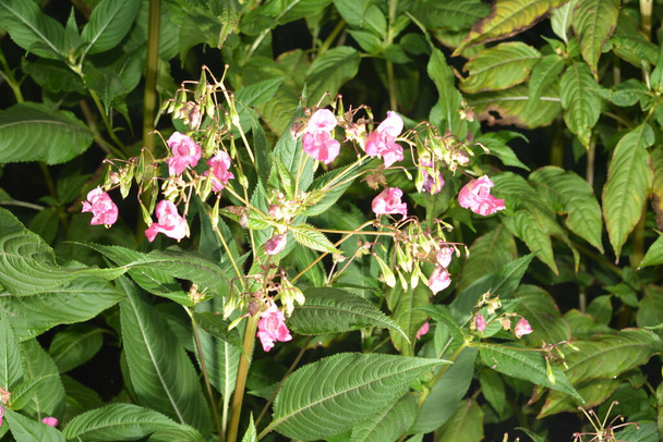 ヒマラヤ・バルサム・インパシデンツ・グランドリファ柔らかいピンクの開花とヒマラヤ・バルサム・プラントは、秋の早い時期の朝に羽毛とクモの糸で開花します。. - 写真・画像