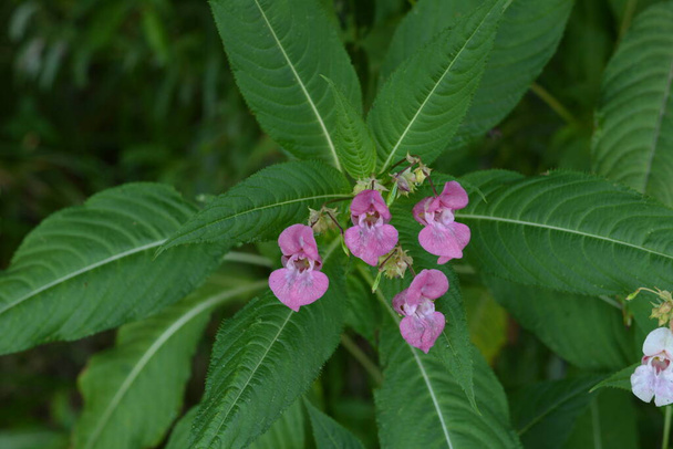 Himalayan Balsam Impatiens glandulifera.Soft pink blooming and budding Himalayan Balsam plant with dewdrops and spider silk on an early morning in the fall season. - Photo, Image