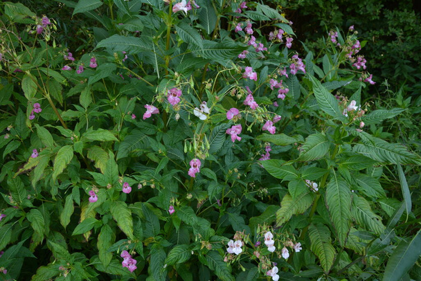 Himalaya Balsam Impatiens glandulifera. sık sık pembe çiçek açar ve tomurcuklanır Himalaya Balsam bitkisi çiğ damlaları ve örümcek ağı ile sonbahar mevsiminin erken saatlerinde. - Fotoğraf, Görsel