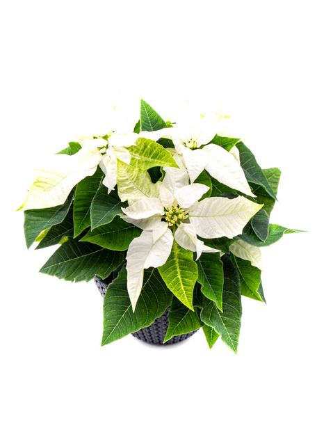 Weiße Weihnachtssterne Pflanzen isoliert auf weißem Hintergrund - Foto, Bild