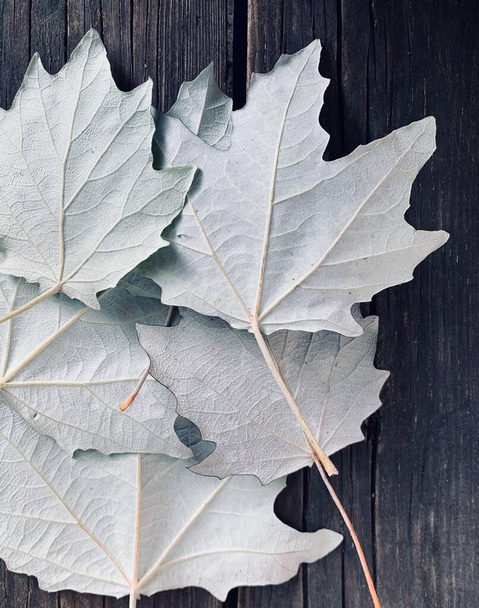 Le mauvais côté arrière des feuilles d'érable et de chêne, feuillage blanc d'automne - Photo, image