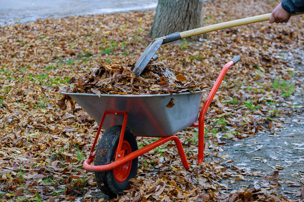 Mão masculina recolhe folhas de outono caídas em um carrinho de mão - Foto, Imagem