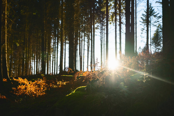 Silent Forest in spring with beautiful bright sun rays - wanderlust - 写真・画像