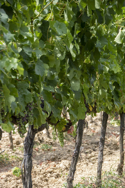 У Сан-Кіріко-д'Орсія - Італія - У серпні 2020 року - виноградник у сільській місцевості тускан - Фото, зображення