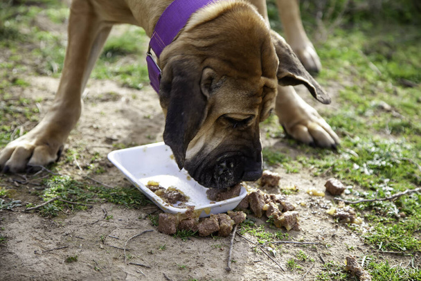 Βραζιλιάνικο σκυλί fila τρώει στον τομέα, θηράματα, κατοικίδια ζώα - Φωτογραφία, εικόνα
