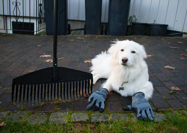 Funny Dog Doing House Work Handschoenen dragen en bladeren harken - Dog Doing Chores Motif - Foto, afbeelding