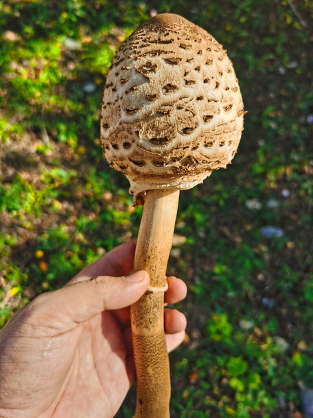 Hand holding a parasol mushroom, Macrolepiota procera. - Photo, Image