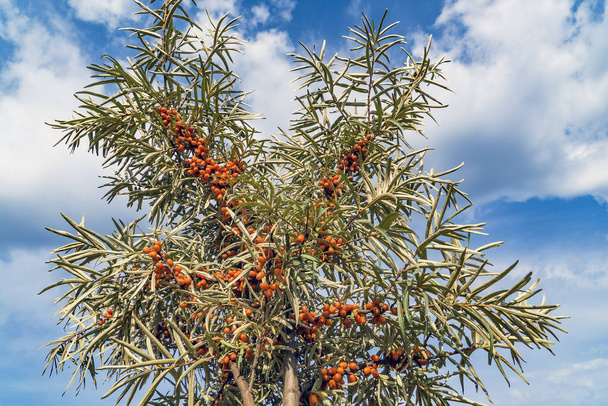 A branch of sea buckthorn with ripe fruit against a blue sky - Photo, Image