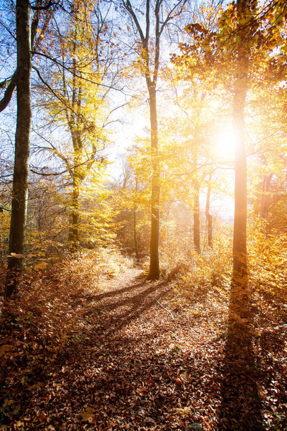 Beautiful forest in autumn, bright sunny day with colorful leaves on the floor - Fotografie, Obrázek