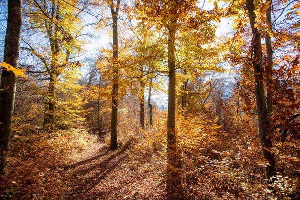 Beautiful forest in autumn, bright sunny day with colorful leaves on the floor - Zdjęcie, obraz