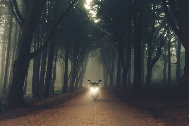 Мистический туман леса Синтра, Португалия - Фото, изображение