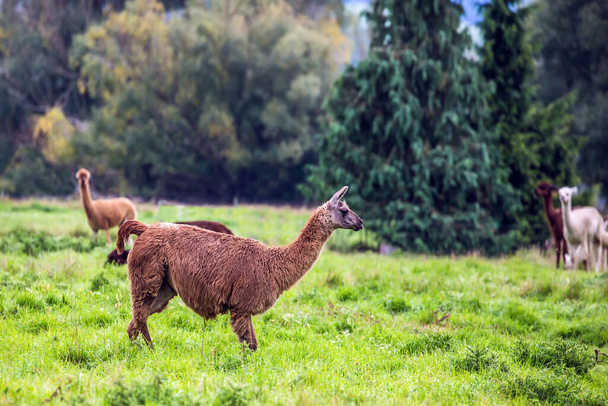 Stádo hnědých lamas po ostříhání se pasou na zeleném trávníku. Koncept exotické, ekologické a fotografické turistiky. Chov zvířat farma pro vlnu a maso - Fotografie, Obrázek