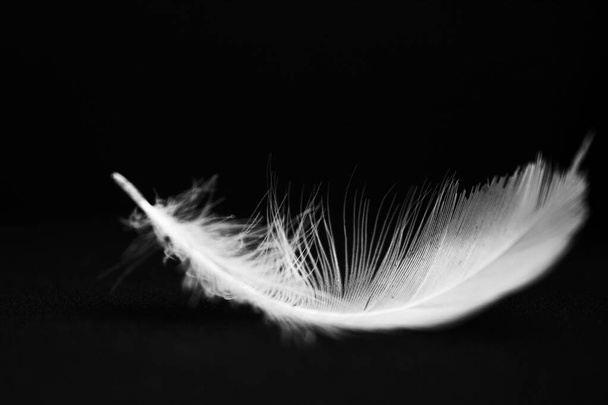 Pure white feather falling, against a black background. Delicate white feathers, close up of pure white swan down as it gently floats through the air. The delicate structure represents purity, gentleness and angels visits. - Photo, Image