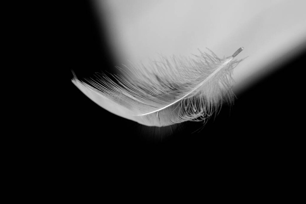 Pura pluma blanca cayendo, sobre un fondo negro. Delicadas plumas blancas, primer plano de cisne blanco puro hacia abajo mientras flota suavemente por el aire. La delicada estructura representa pureza, dulzura y visitas de ángeles. - Foto, imagen