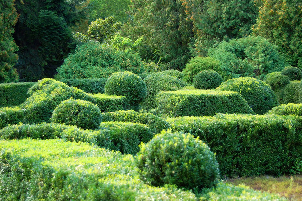 Clipped Buxus sempervirens plant in the park - Photo, Image