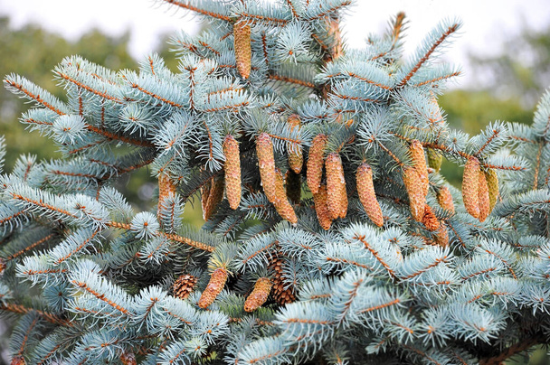 Blue fir tree with strobile on branch - Photo, Image
