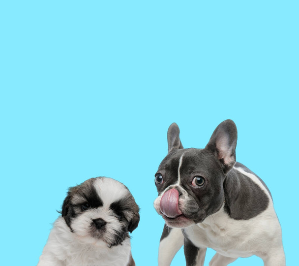 Francese bulldog leccare il naso e Shih Tzu cucciolo guardando avanti timido su sfondo blu - Foto, immagini