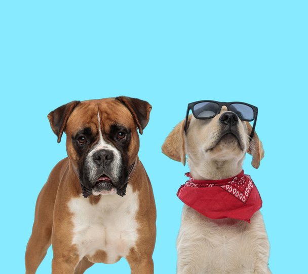 Dutiful Boxer looking forward and cool Labrador Retriever wearing sunglasses and bandana on blue background - Valokuva, kuva