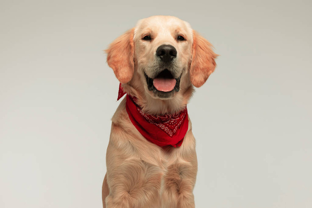 adorable perro golden retriever vistiendo un pañuelo rojo, mirando a la cámara con su lengua expuesta sobre fondo gris - Foto, imagen