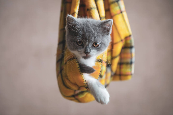 小さな英国のショートヘアの猫は灰色の背景で出ることができない布に包まれています - 写真・画像