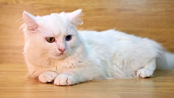 gato blanco se encuentra sobre el fondo de tablas de madera - Foto, Imagen