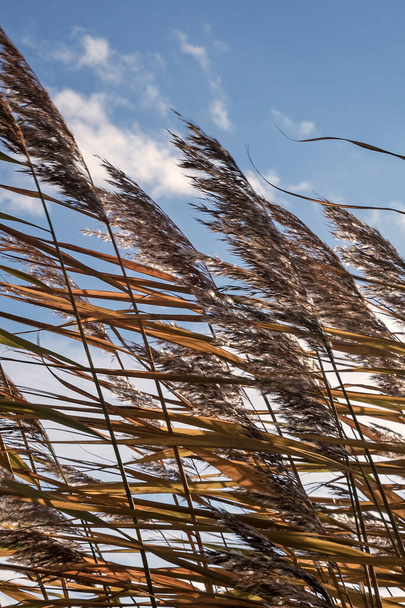 Hierba pampeana con cielo azul y nubes balanceándose en el viento - Foto, Imagen