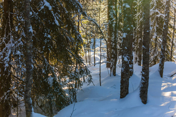 Snowy coniferous forest. Ranua zoo in Lapland - the northernmost zoo in the world. Sunny frosty and winter day. The concept of active, winter, environmental and photo tourism - 写真・画像