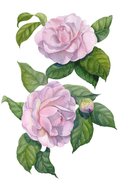 Camellia flowers. Branches with flowers, buds and leaves. Watercolor. Graphic arts. Use printed materials, signs, items, websites, maps, posters, postcards, packaging. - Foto, immagini