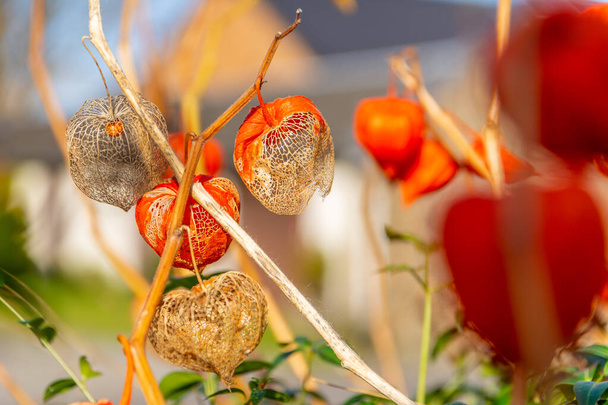Die orangefarbenen Laternen, die Kelche fruchten) von Physalis alkekengi oder Blasenkirsche oder die chinesische Japanische Laterne werden auch als Winterkirsche bezeichnet. Blütenpflanzen. - Foto, Bild