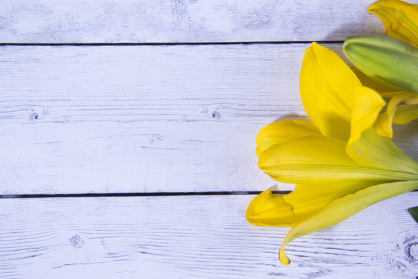 Świeże żółte kwiaty na niebieskim drewnianym tle - Zdjęcie, obraz