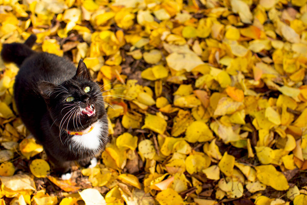 Uzun beyaz bıyıklı, beyaz bacaklı ve beyaz göğüslü güzel siyah bir kedi dışarıda düşmüş sarı yaprakların arkasında yemek yemek istiyor. - Fotoğraf, Görsel