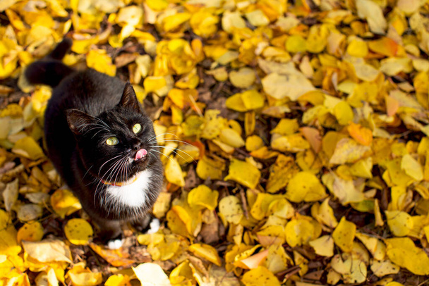 Un hermoso gato negro bien cuidado con un largo bigote blanco, patas blancas y un pecho blanco pide comer contra el fondo de hojas amarillas caídas afuera - Foto, Imagen