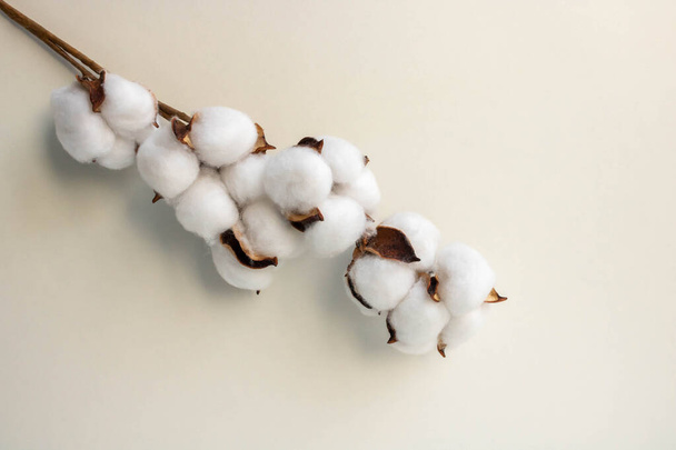 Bellissimi fiori di cotone bianco su uno sfondo bianco. ramo di cotone. - Foto, immagini