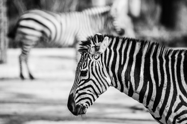 Zebra, Parc national du Serengeti, Tanzanie, Afrique de l'Est - Photo, image