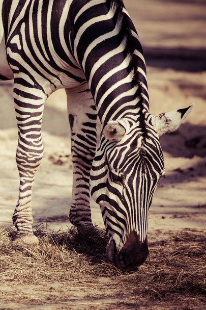 Zebra, Parque Nacional del Serengeti, Tanzania, África Oriental - Foto, imagen
