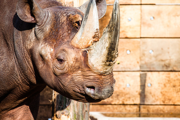 Rinoceronte nero testa su sfondo sfocato
. - Foto, immagini