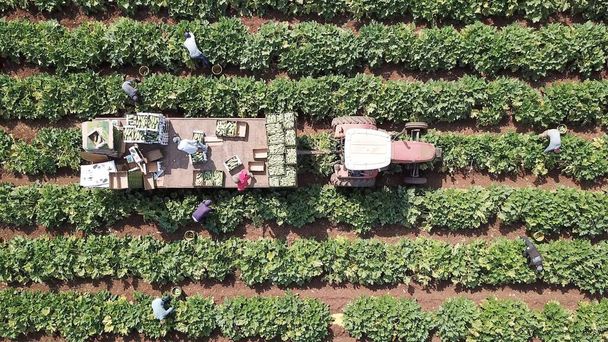 Agricultores cargando calabacín recién cosechado en cajas en un remolque Tractor en el campo agrícola.  - Foto, Imagen