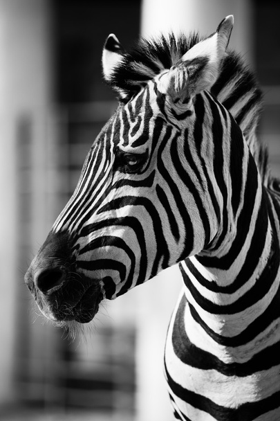 Зебра, Национальный парк Серенфели, Танзания, Восточная Африка - Фото, изображение