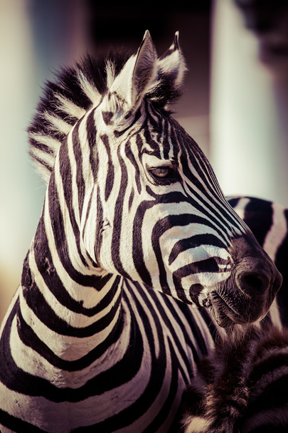 Zebra, Parque Nacional Serengeti, Tanzânia, África Oriental - Foto, Imagem