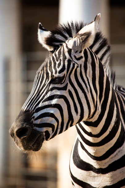 Zebra, Parque Nacional del Serengeti, Tanzania, África Oriental - Foto, imagen