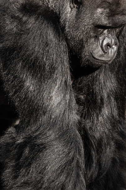 tvář portrét gorilí samec - Fotografie, Obrázek