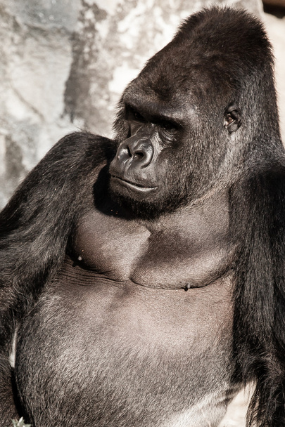 Portrait du visage d'un gorille mâle
 - Photo, image