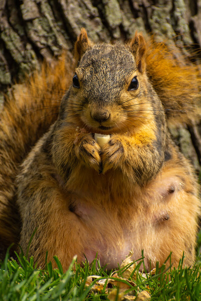 Suloinen raskaana orava syö maapähkinöitä. - Valokuva, kuva