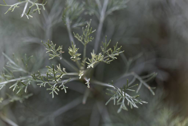 Leaves of Santonica, Artemisia cina, a medical plant from Asia. - Photo, Image