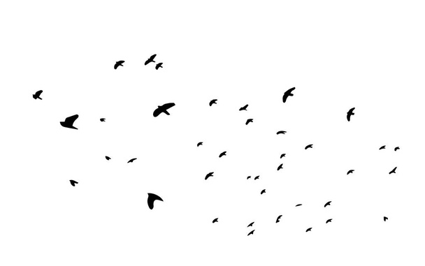 Um bando de pássaros voadores. Ilustração vetorial - Vetor, Imagem